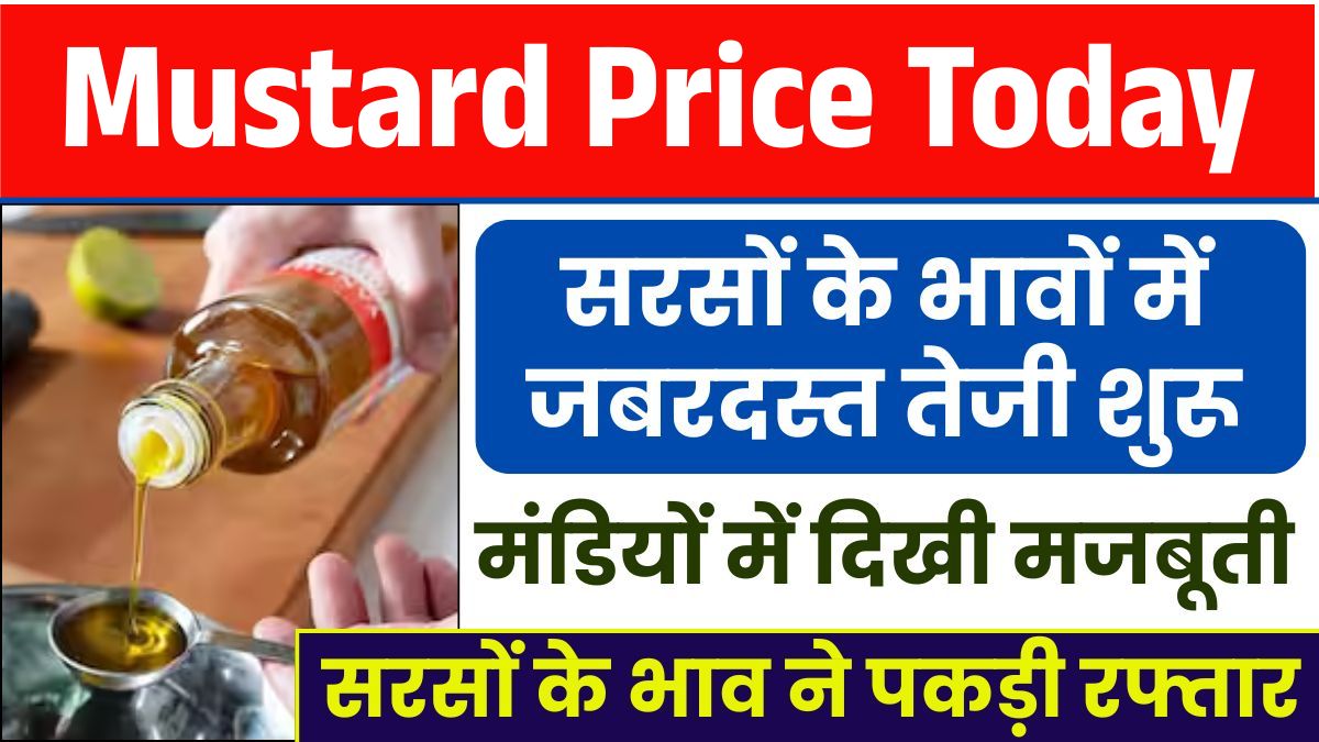 Mustard Price Today